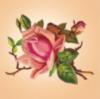 Схема вышивки «Подушка роза»