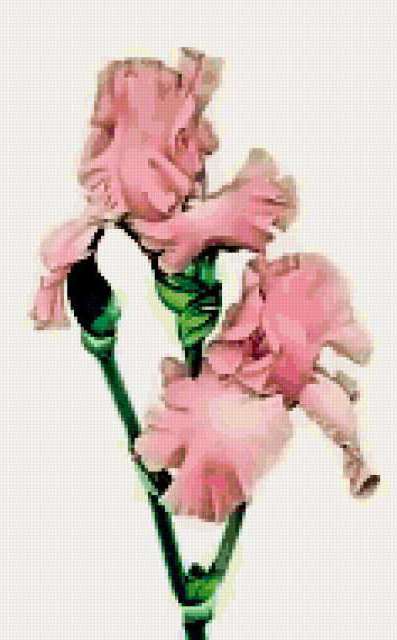 Variant 1, цветы, cvety