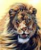 Схема вышивки «Портрет льва»