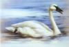 Схема вышивки &laquo;Лебедь&raquo;