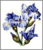 Схема вышивки «Iris»