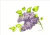 Схема вышивки «Lilac»
