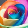 Схема вышивки «Цветная роза»