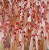 Chickens - Lesley Blain: оригинал