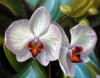 Схема вышивки «Орхидея 2»