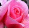 Схема вышивки «Цветущая роза»
