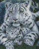 Схема вышивки «Белая тигрица с тигренком»