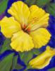 Схема вышивки «Yellow hibiscus»