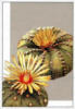 Схема вышивки «Цветущий кактус 4»