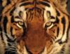 Схема вышивки «Тигр, котик»