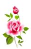 Схема вышивки «Роза на скатерть»