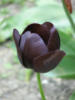 Схема вышивки «Черный тюльпан»