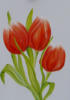 Red tulips: оригинал
