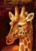 Схема вышивки «Голова жирафа»