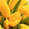 Желтые тюльпаны: оригинал
