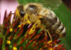 Схема вышивки «Элитная пчела»