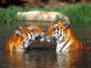 Схема вышивки «Тигры в воде»