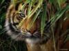 Схема вышивки «Тигр в листве»