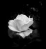 Схема вышивки «Белая роза»