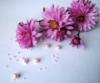 Схема вышивки «Хризантемы:в розовом»