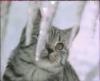 Схема вышивки «Кошка из рекламы вискас»