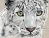 Схема вышивки &laquo;Snow leopard&raquo;