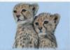 Схема вышивки «Cheetah»