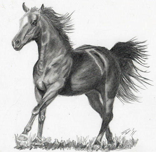 Horse, wildlife, animals, животные, лощадь