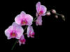 Розовые орхидеи: оригинал