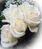 Схема вышивки «Белоснежные розы»