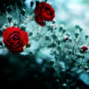 Схема вышивки «Красные розы на голубом»