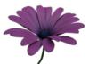 Схема вышивки «Purple daisy»