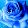 Схема вышивки «Blue rose»