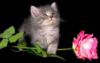 Котенок с розой: оригинал