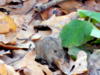 Схема вышивки «Мышка в листве»