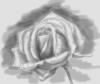 Схема вышивки «Роза в каплях росы»