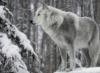 Волк зимой: оригинал