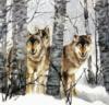 Волки в зимнем лесу: оригинал
