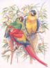 Схема вышивки &laquo;Попугаи&raquo;