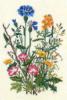 Схема вышивки &laquo;Полевые цветы&raquo;