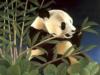 Панда и бамбук: оригинал