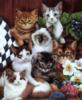 Схема вышивки «Котики от Jenny Newland»