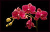 Схема вышивки «Орхидеи на тёмном фоне. »