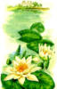 Схема вышивки &laquo;Кувшинки&raquo;