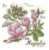 Схема вышивки &laquo;Magnolia&raquo;