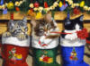 Схема вышивки «Серия"Кошки"»
