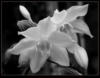 Орхидея (черно-белая ): оригинал
