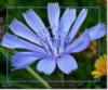 Схема вышивки &laquo;Василек&raquo;