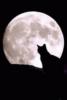 Схема вышивки «Луна и кот»