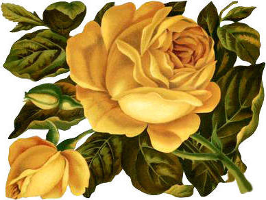, victorian time, flowers, yellow roses